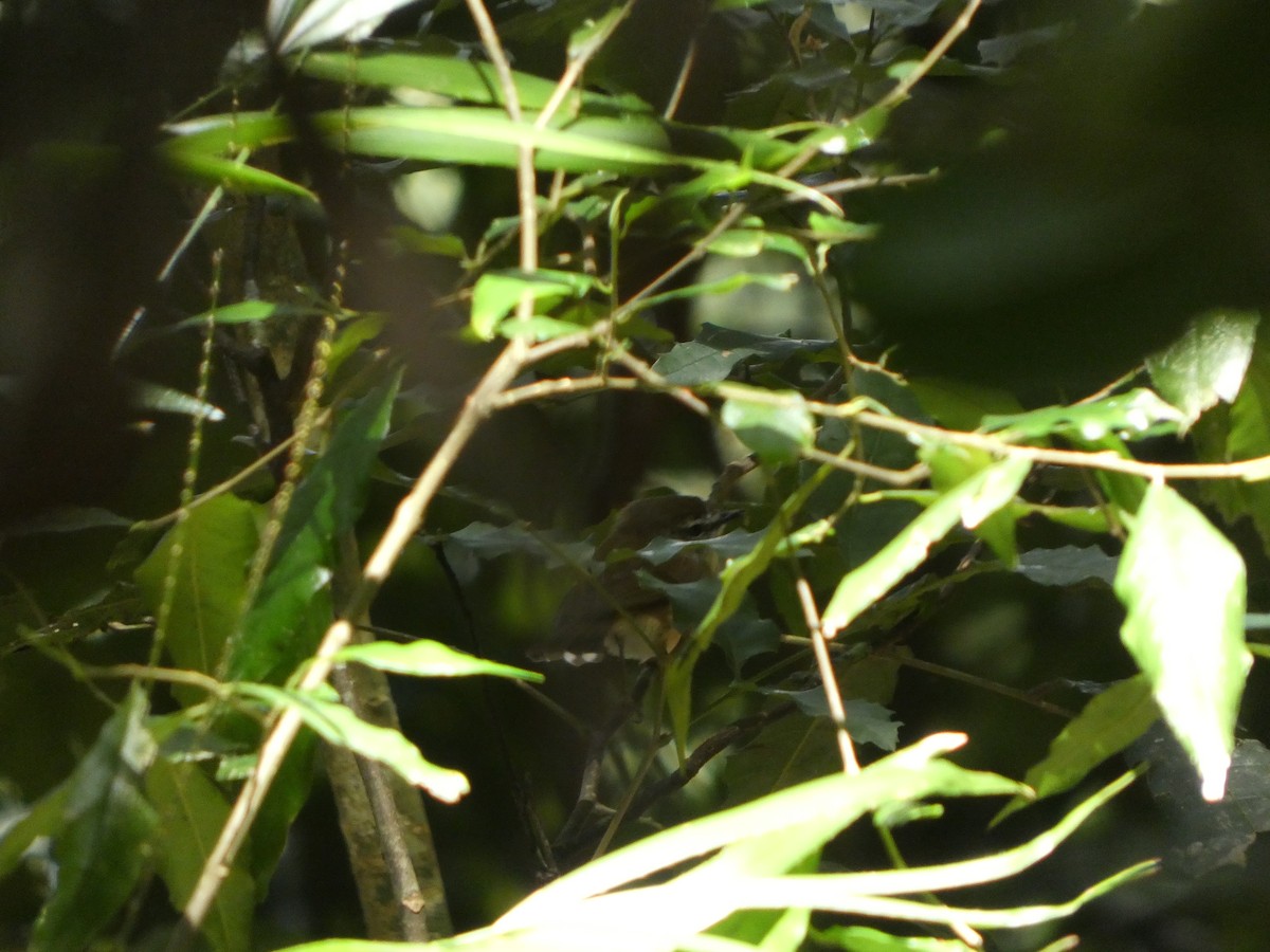 Brown Gerygone - ML641874833
