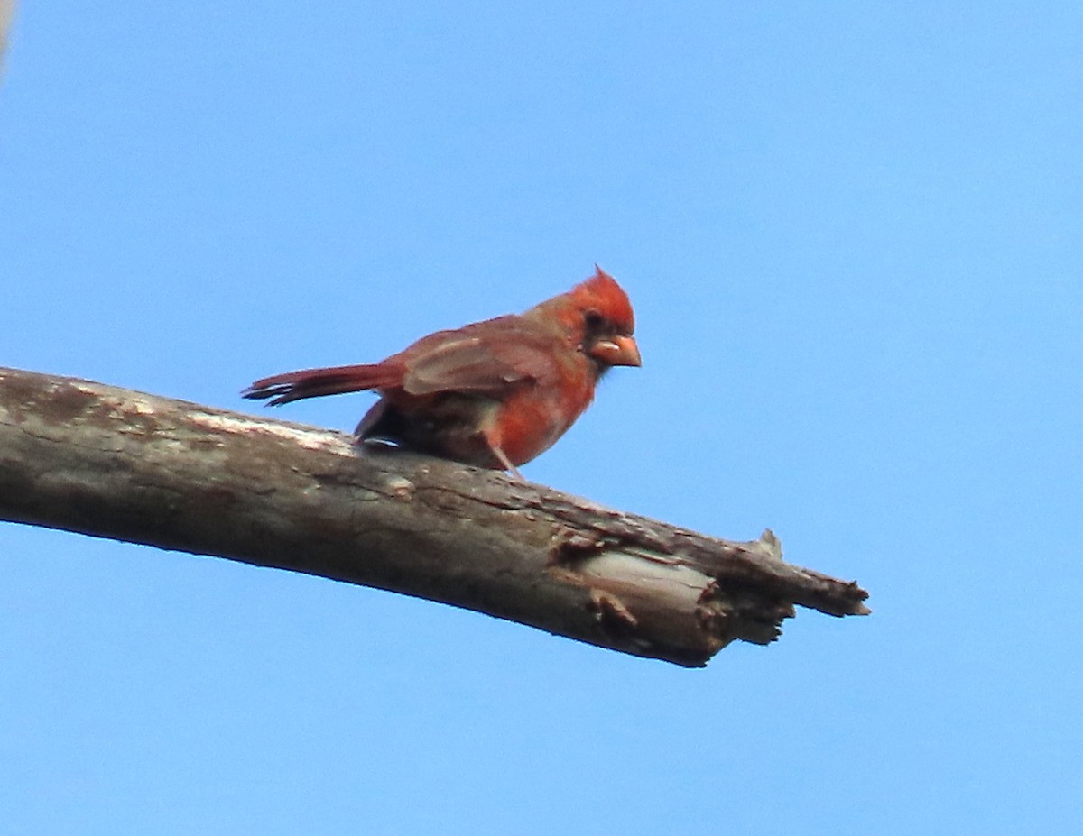 Northern Cardinal - ML641874835