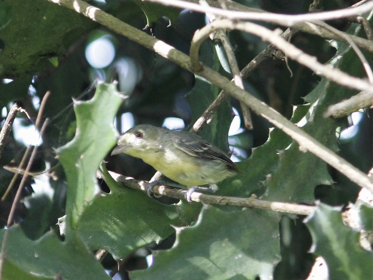 Vireo Cubano - ML641874839