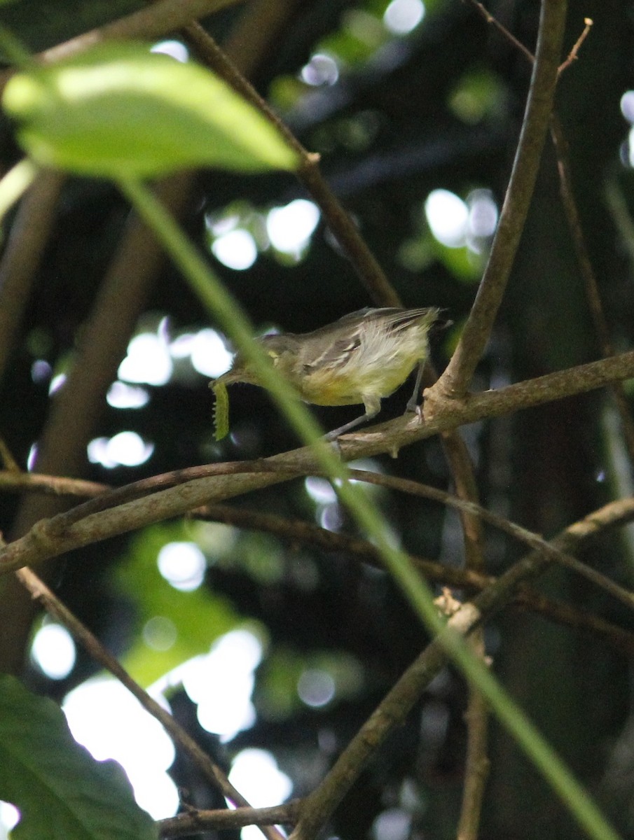 Vireo Cubano - ML641874840