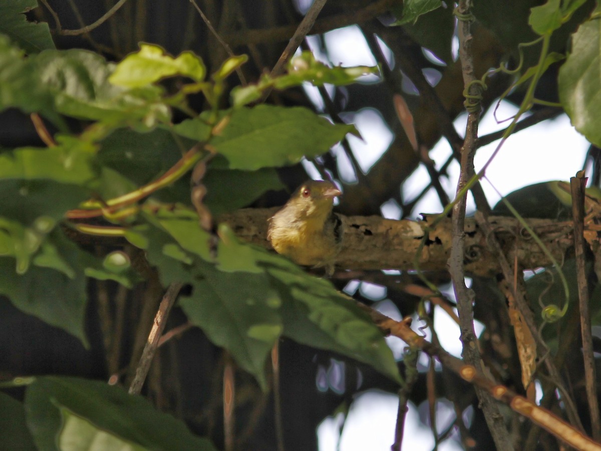 Vireo Cubano - ML641874841