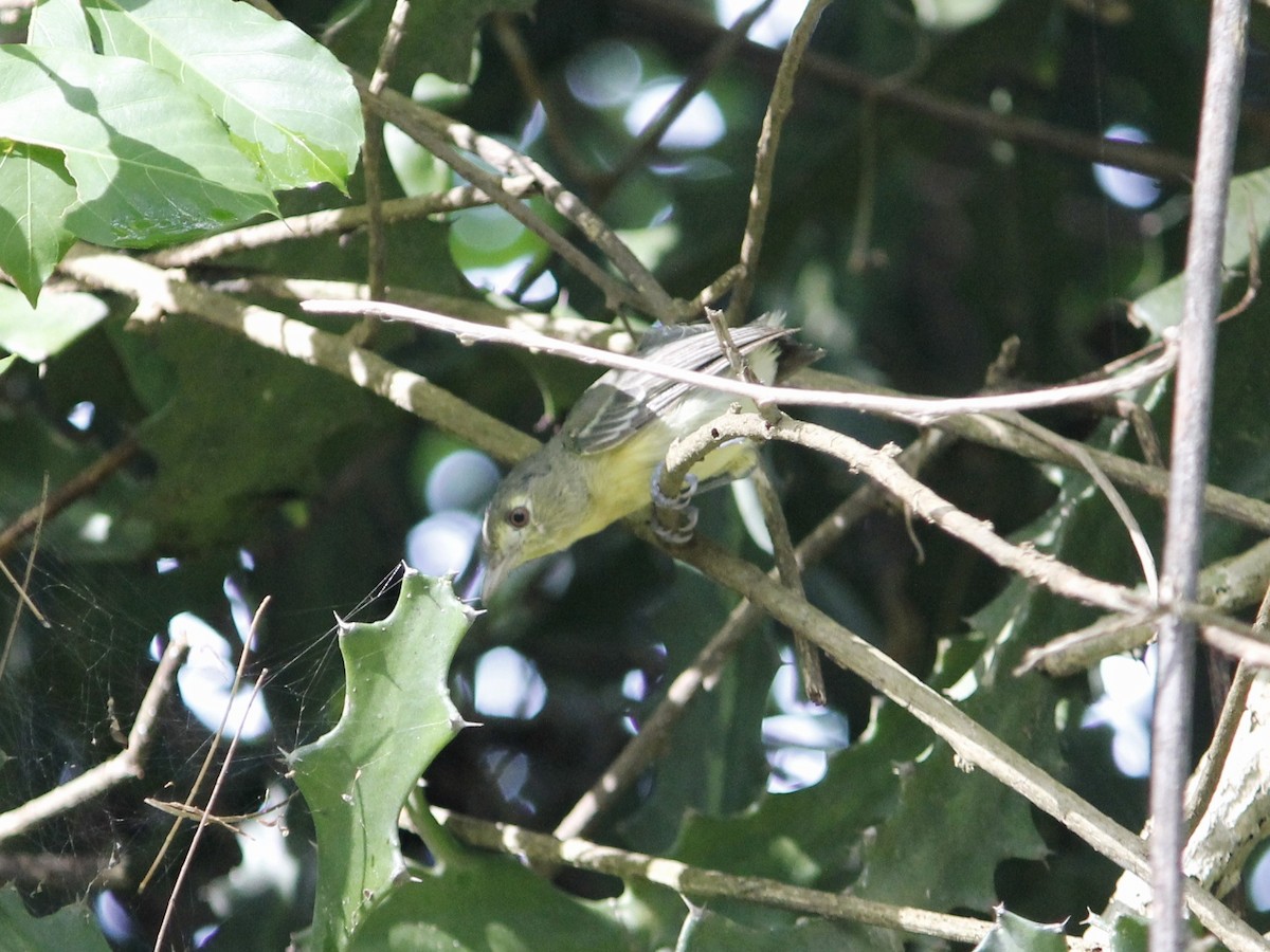 Vireo Cubano - ML641874842