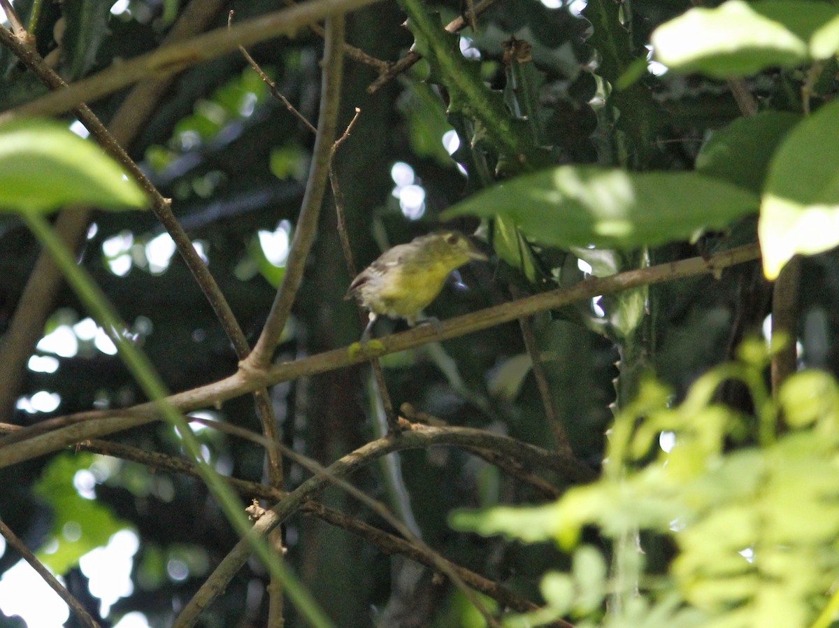 Vireo Cubano - ML641874846