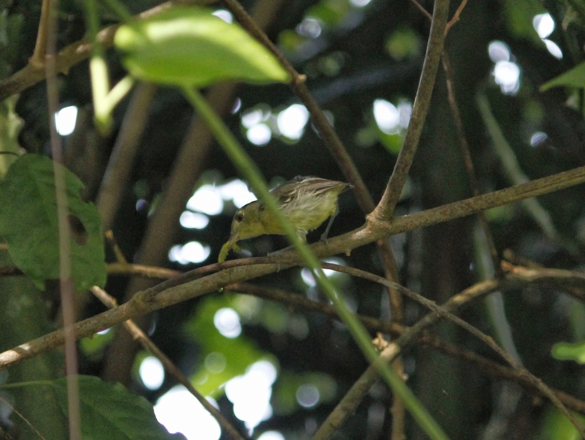 Vireo Cubano - ML641874847
