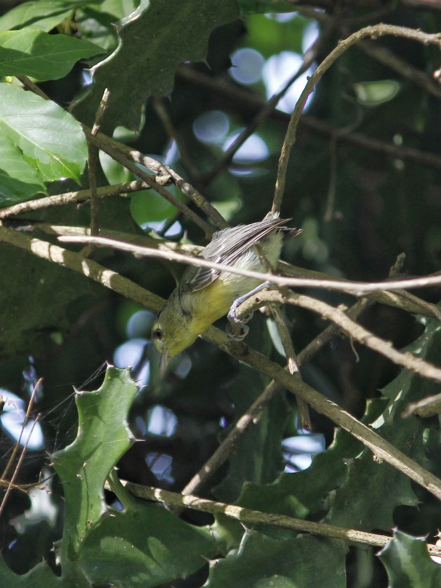 Vireo Cubano - ML641874848