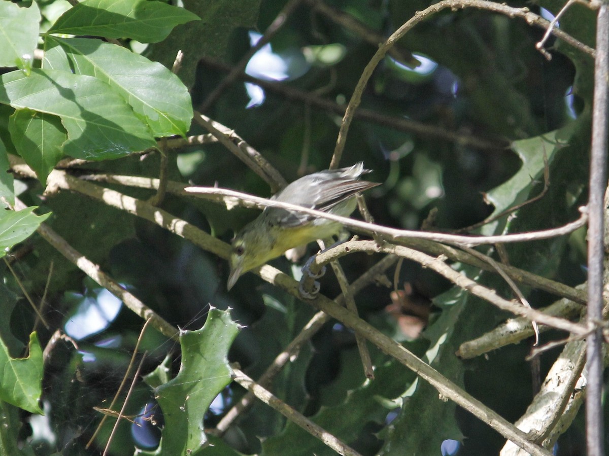Vireo Cubano - ML641874849