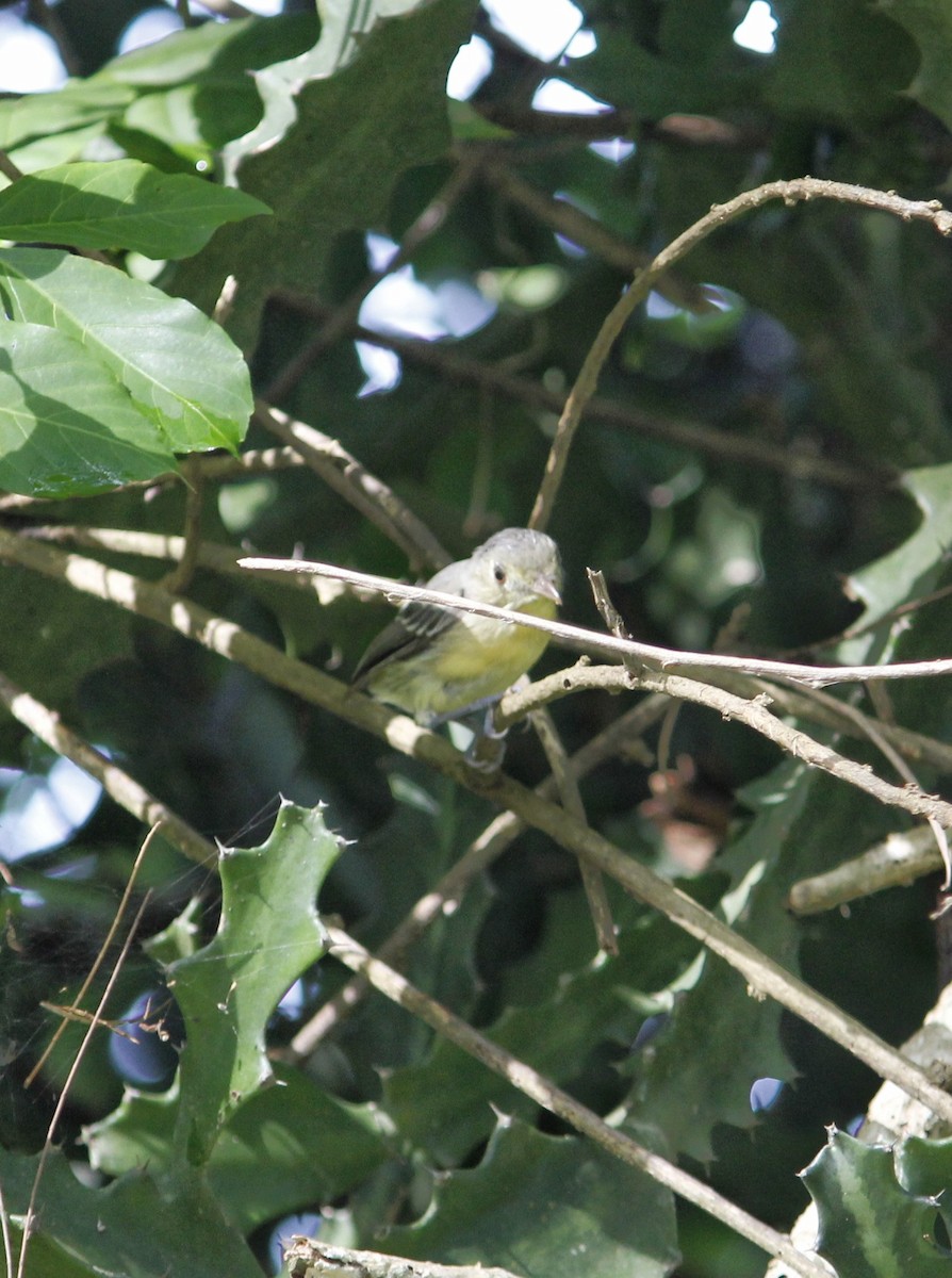 Vireo Cubano - ML641874850