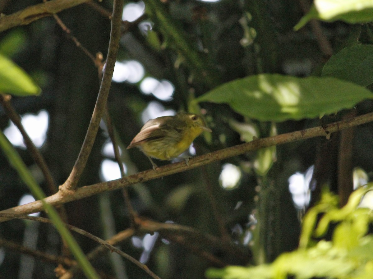 Vireo Cubano - ML641874851