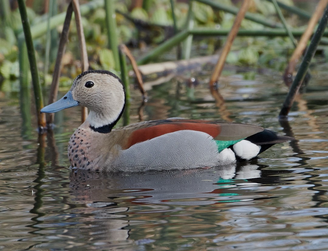 Ringed Teal - ML641874871