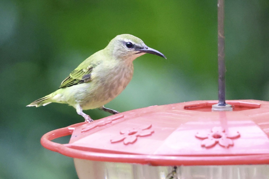 Kappennaschvogel - ML641874894