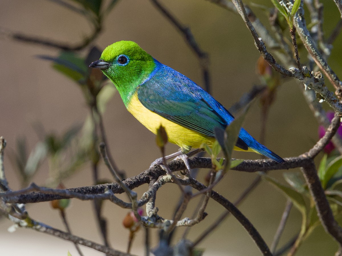 ミドリフウキンチョウ - ML641874904