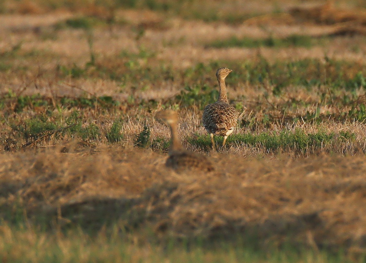 Little Bustard - ML641874905