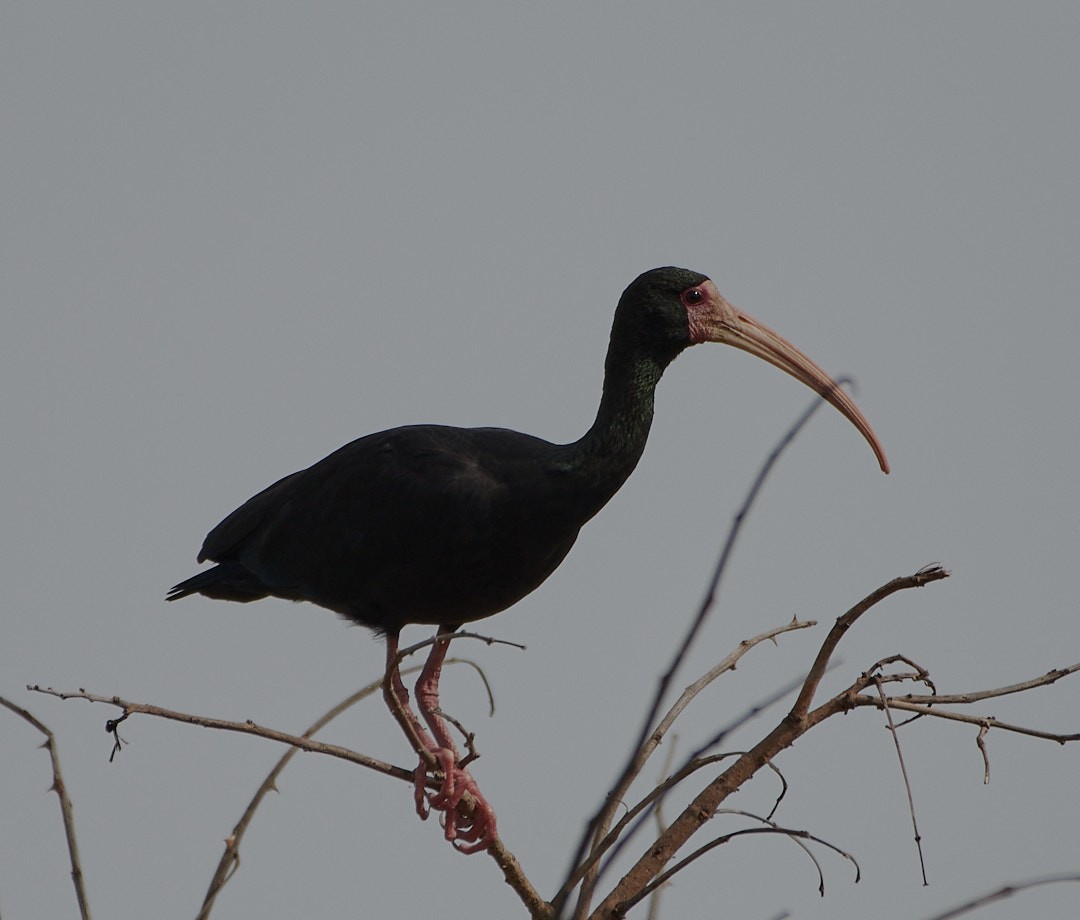 Bare-faced Ibis - ML641874912
