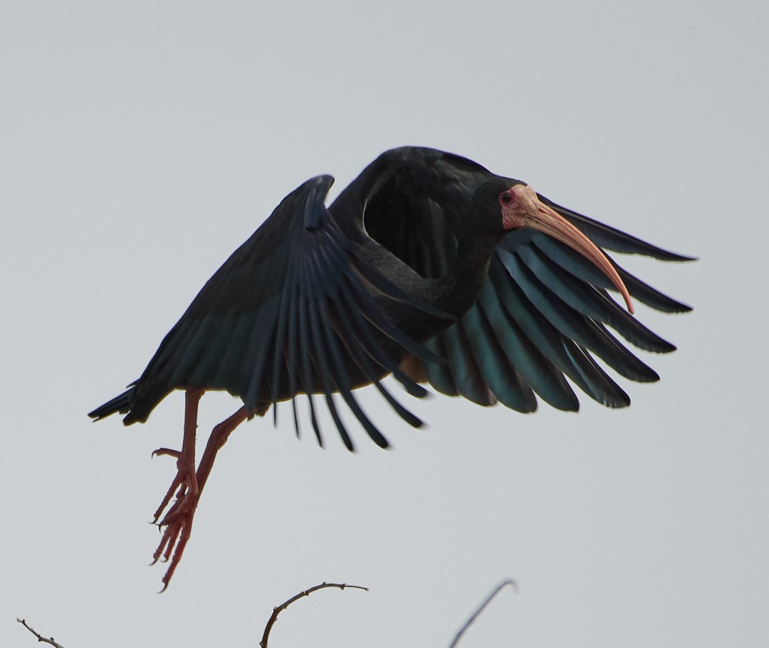 Bare-faced Ibis - ML641874913