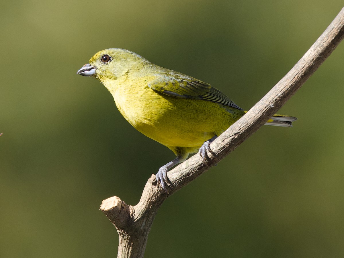 Violaceous Euphonia - ML641874930