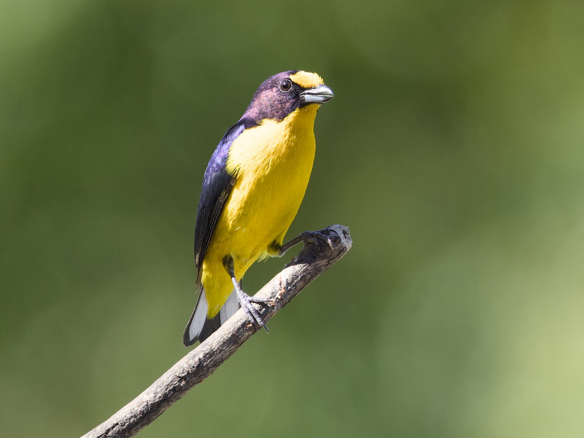 Violaceous Euphonia - ML641874931