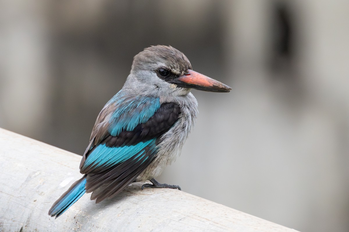 Woodland Kingfisher - ML641874938