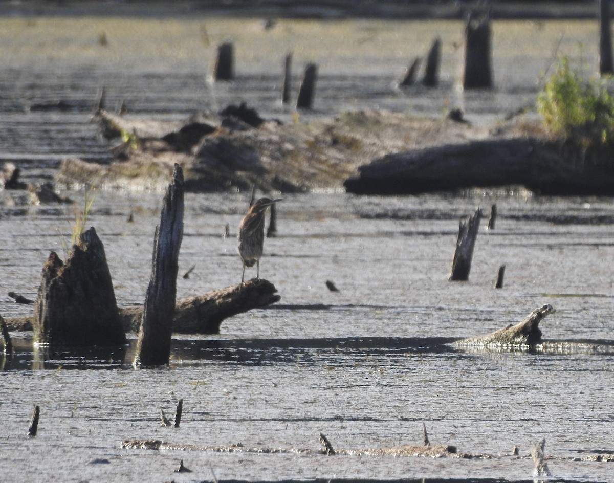 Green Heron - ML641874939