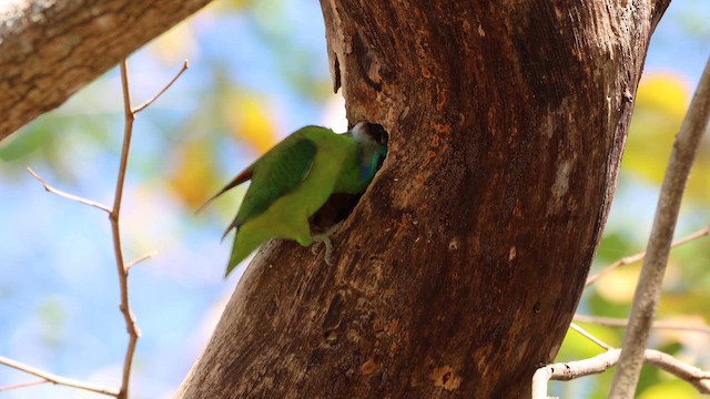 Double-eyed Fig-Parrot (Double-eyed) - ML641874962