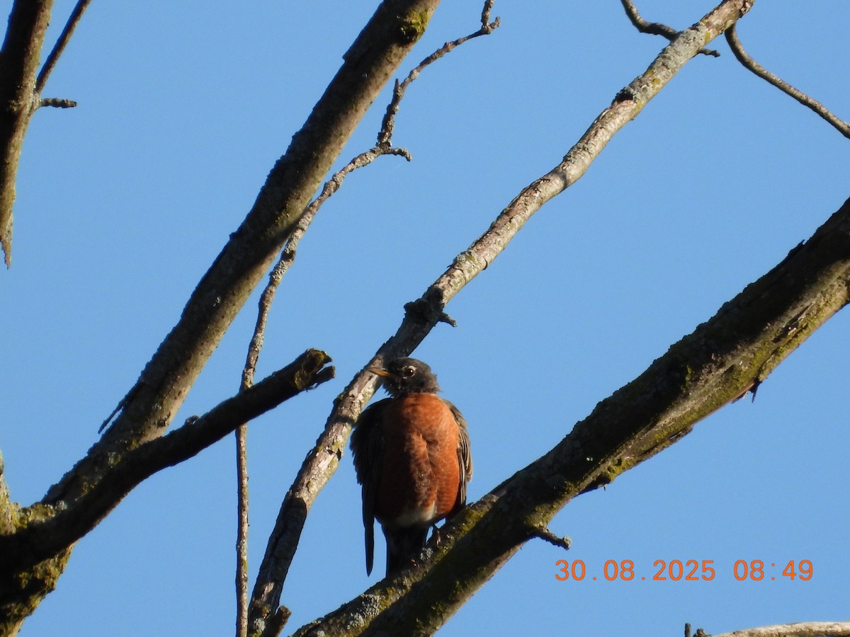 American Robin - ML641874964