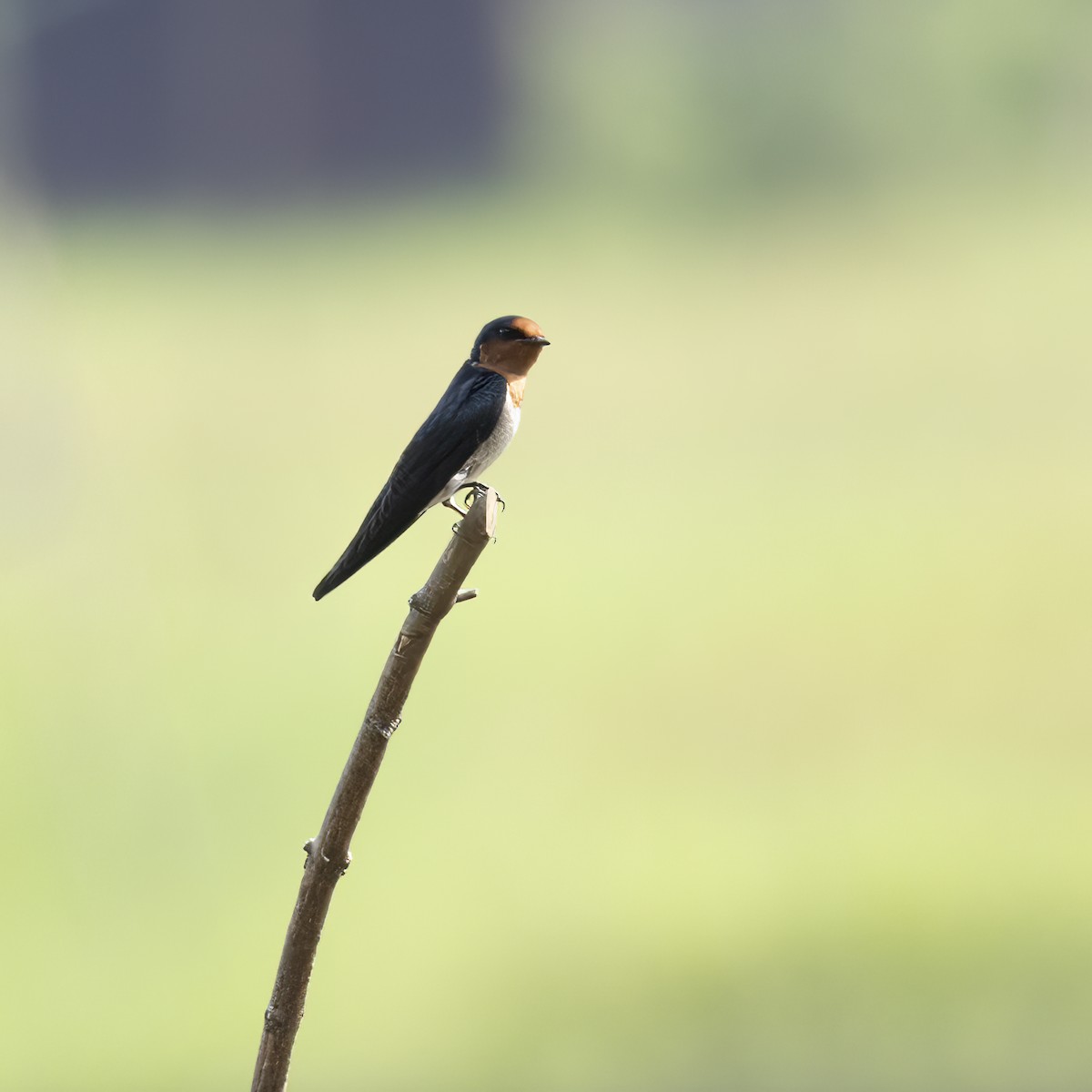Pacific Swallow - ML641874984