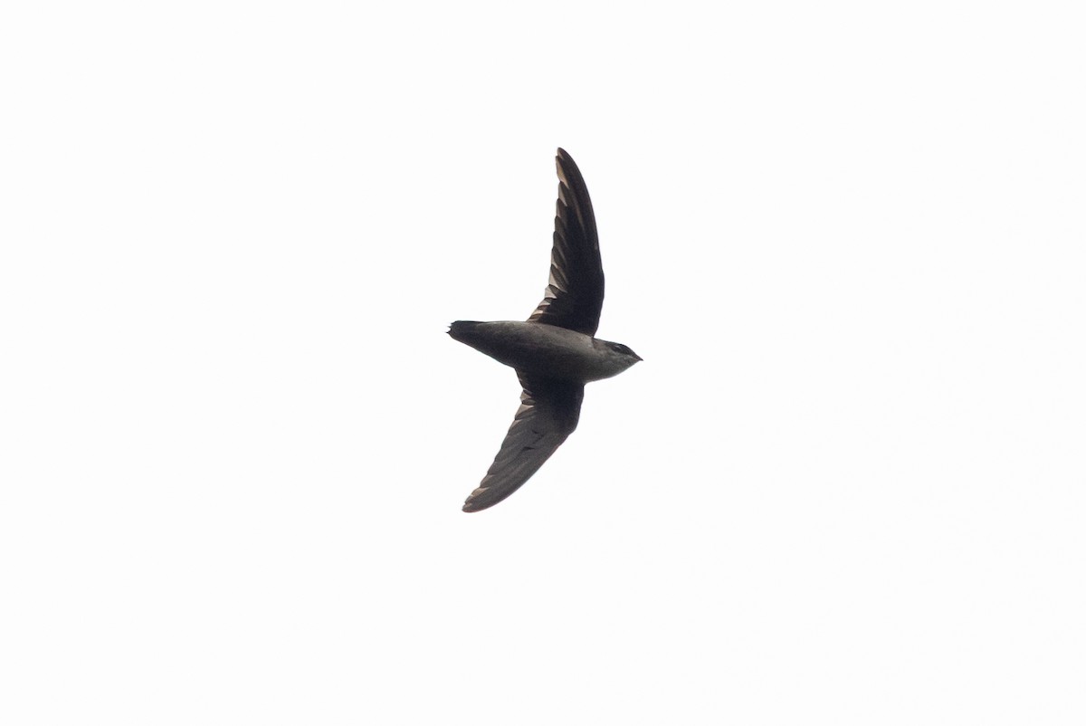 Vaux's Swift - ML641875001