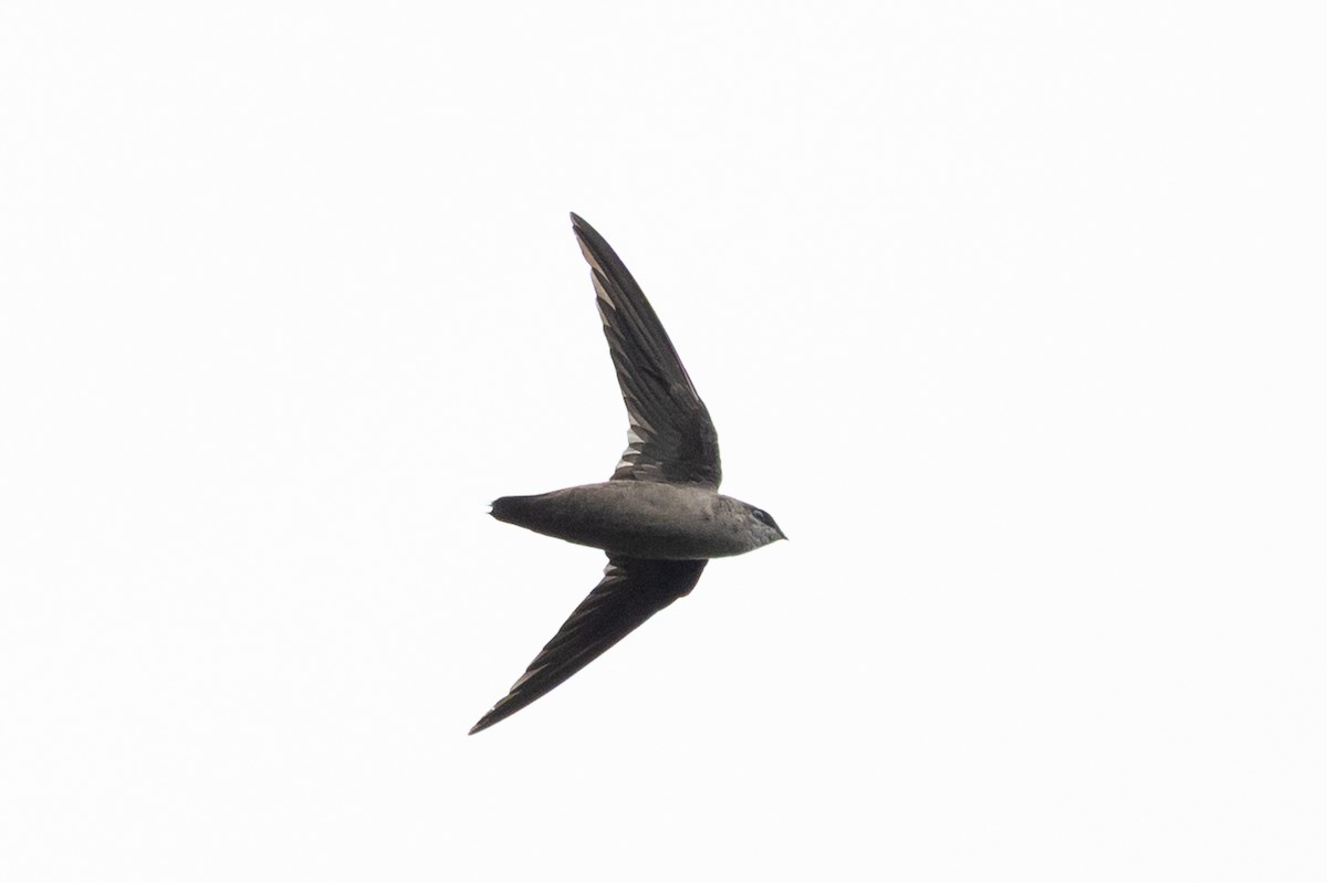 Vaux's Swift - ML641875003
