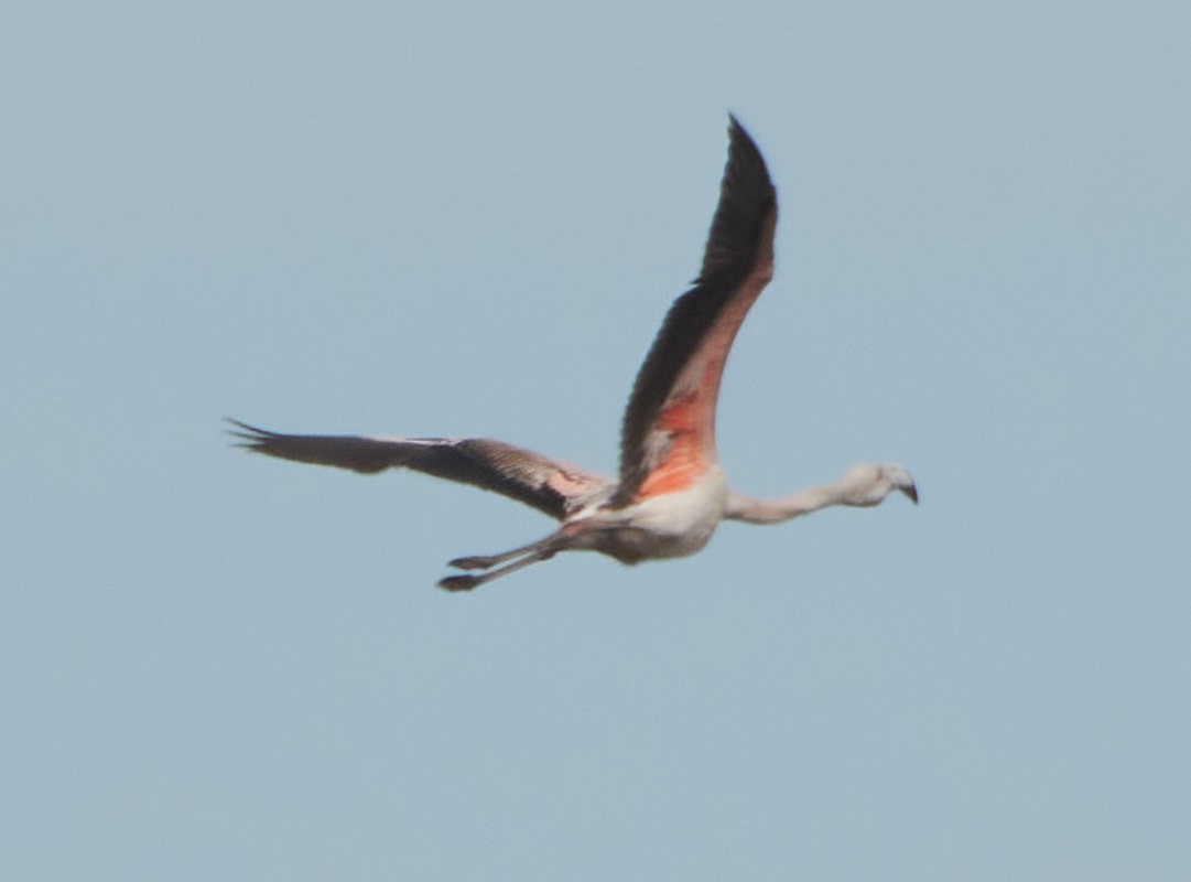 Chilean Flamingo - ML641875025