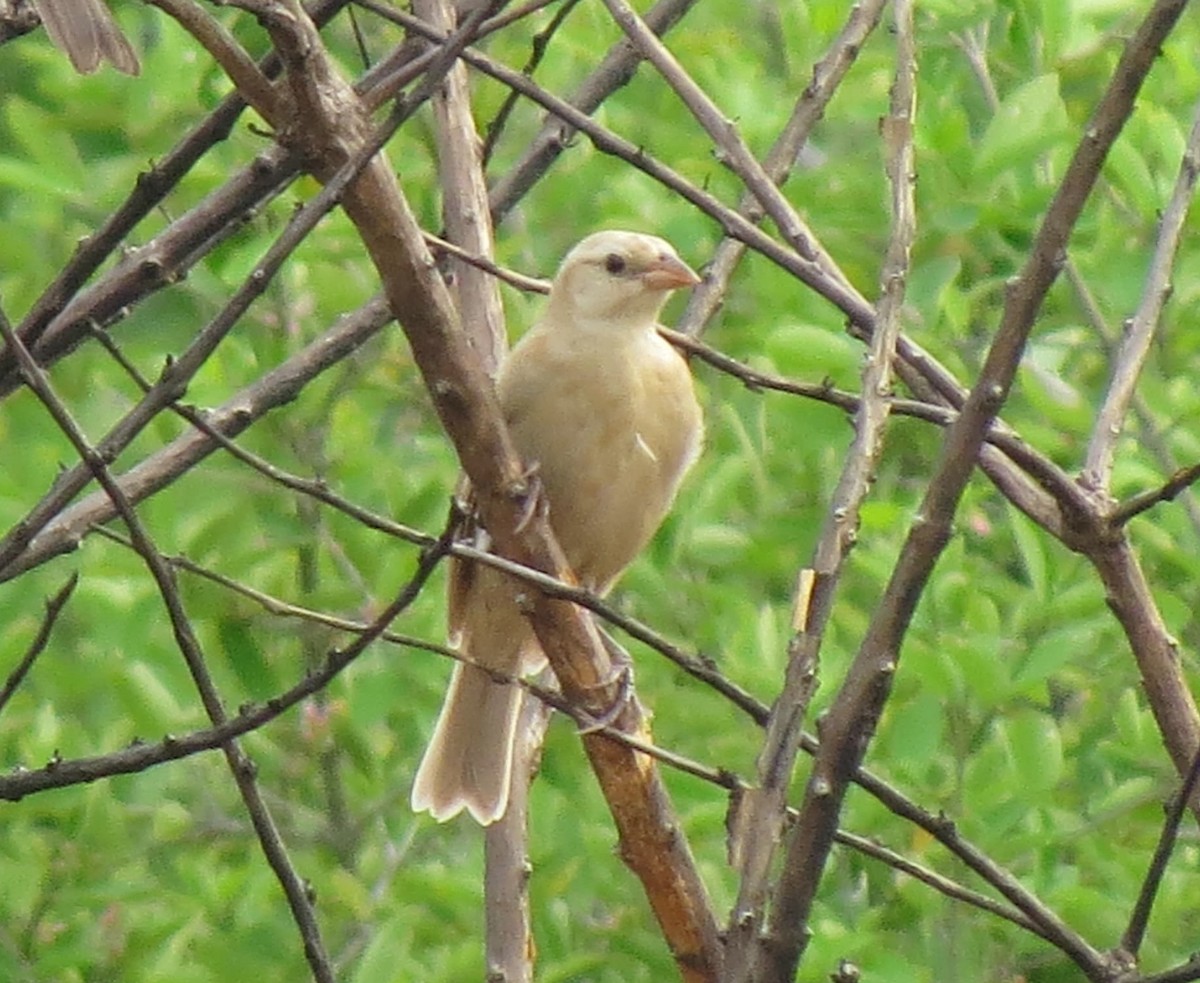 Shiny Cowbird - ML641875026