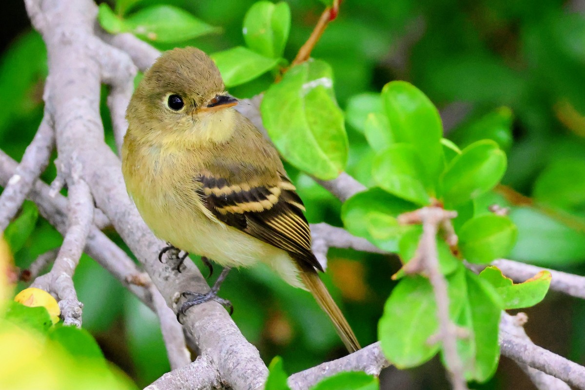 Western Flycatcher - ML641875033