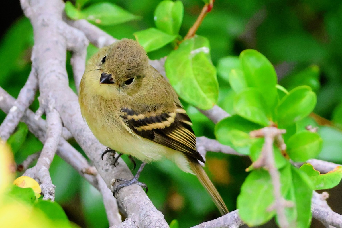 Western Flycatcher - ML641875034