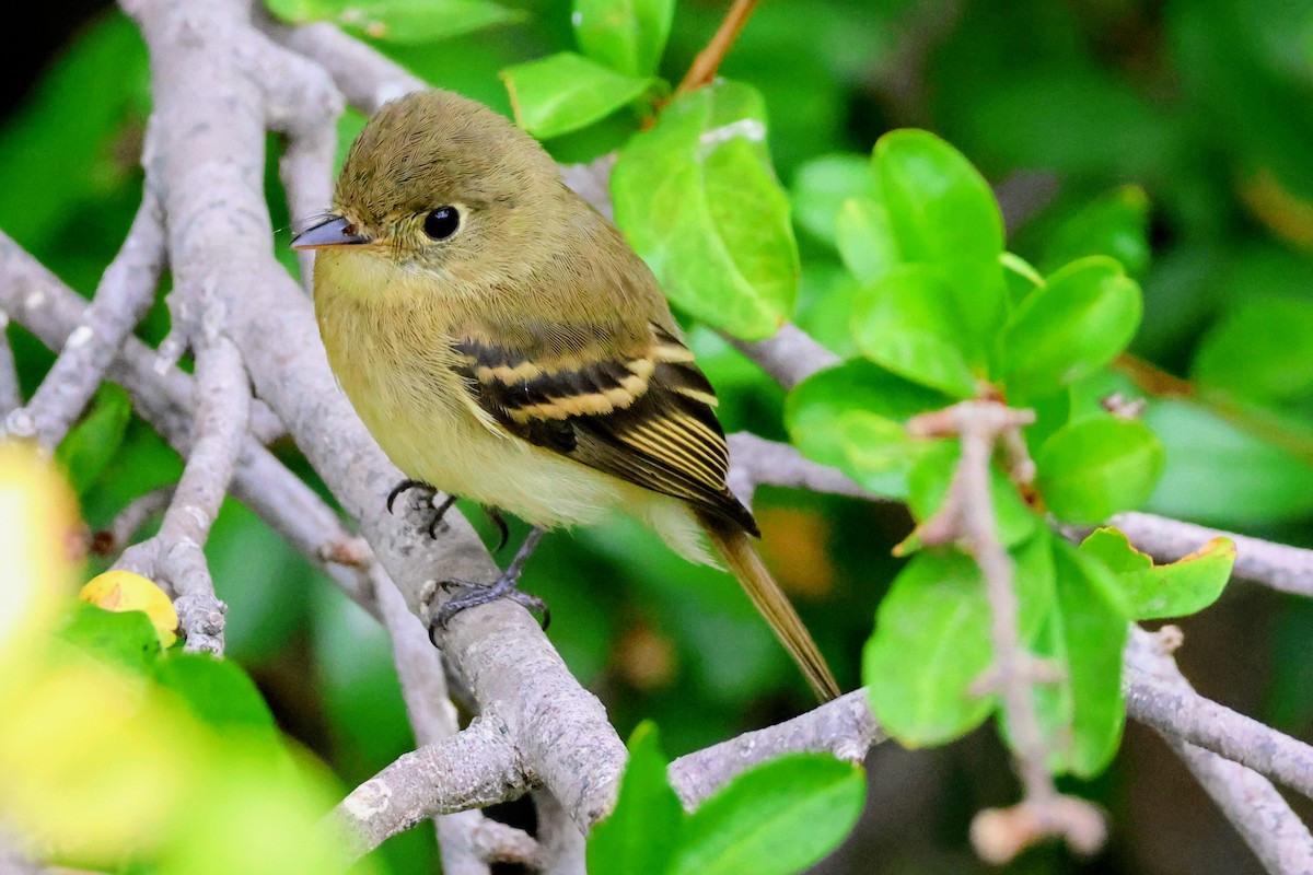 Western Flycatcher - ML641875035