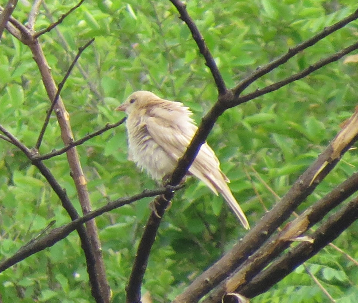 Shiny Cowbird - ML641875041
