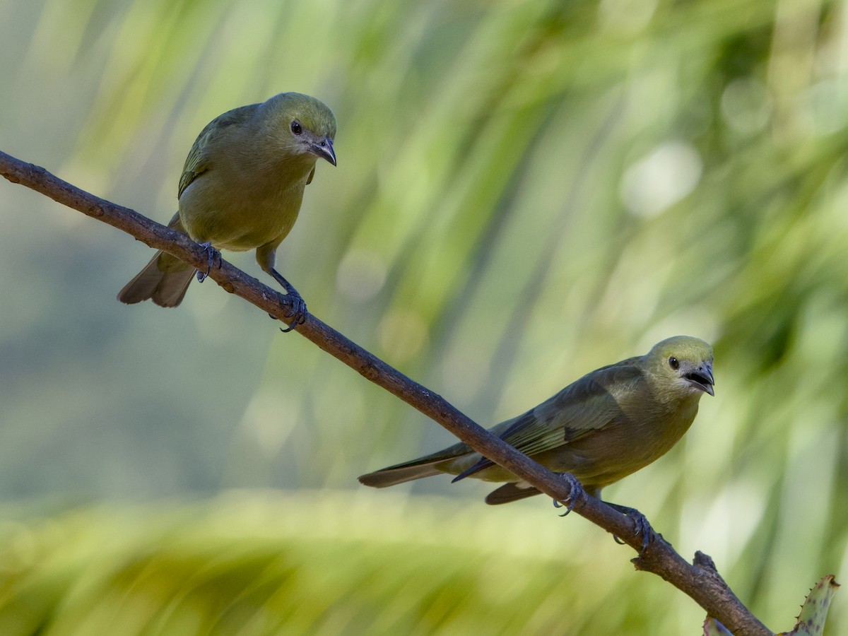 Palm Tanager - ML641875051