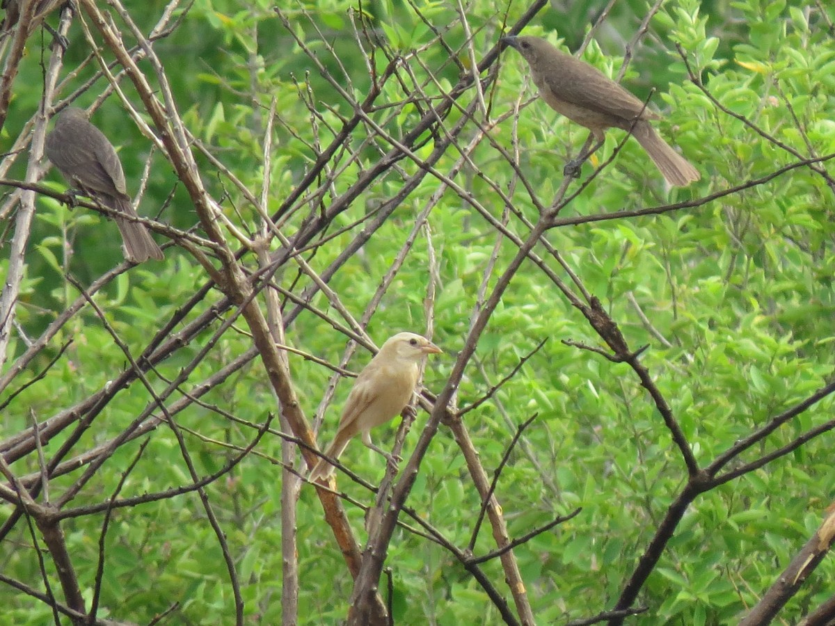 Shiny Cowbird - ML641875055