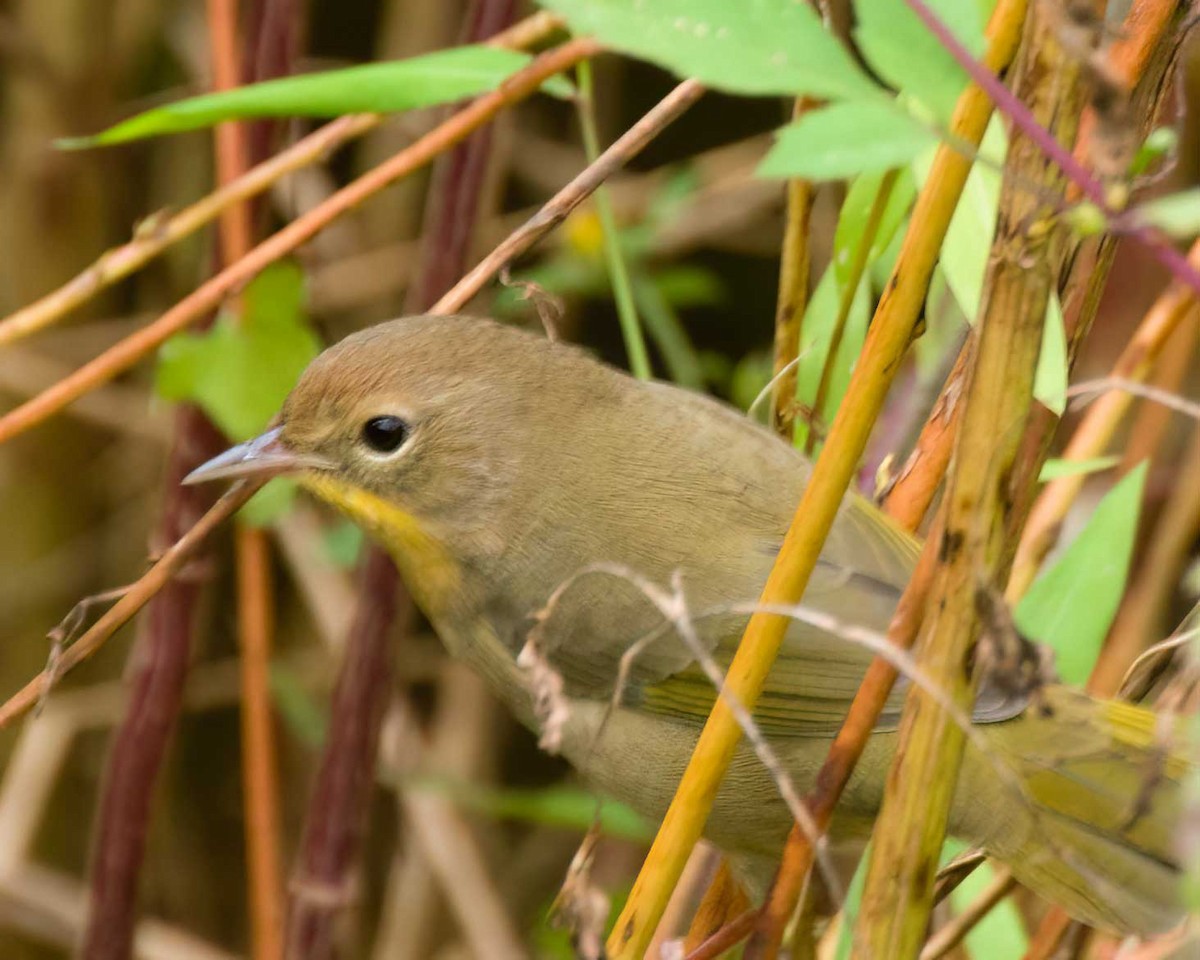 Common Yellowthroat - ML641875081