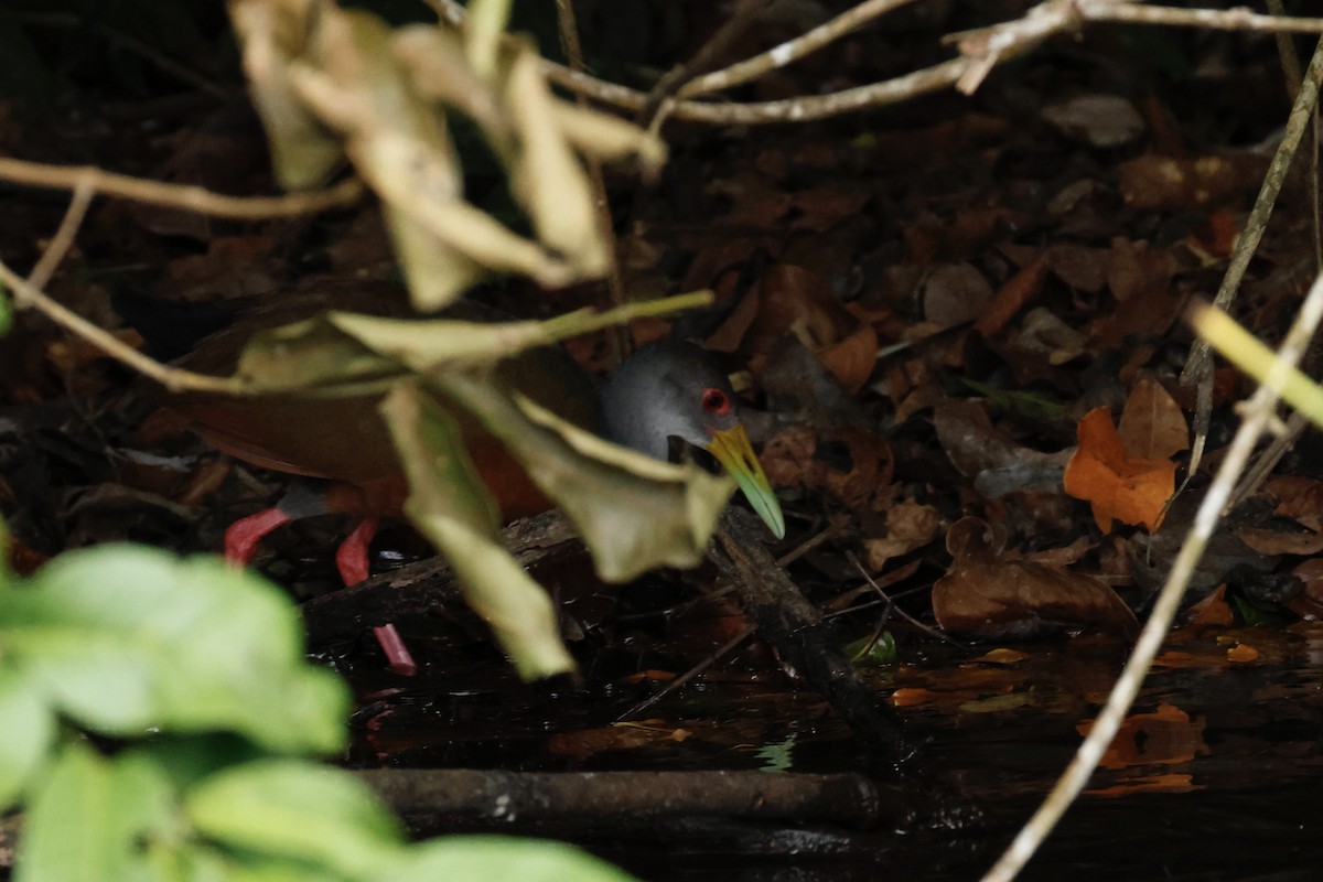 Gray-cowled Wood-Rail - ML641875090