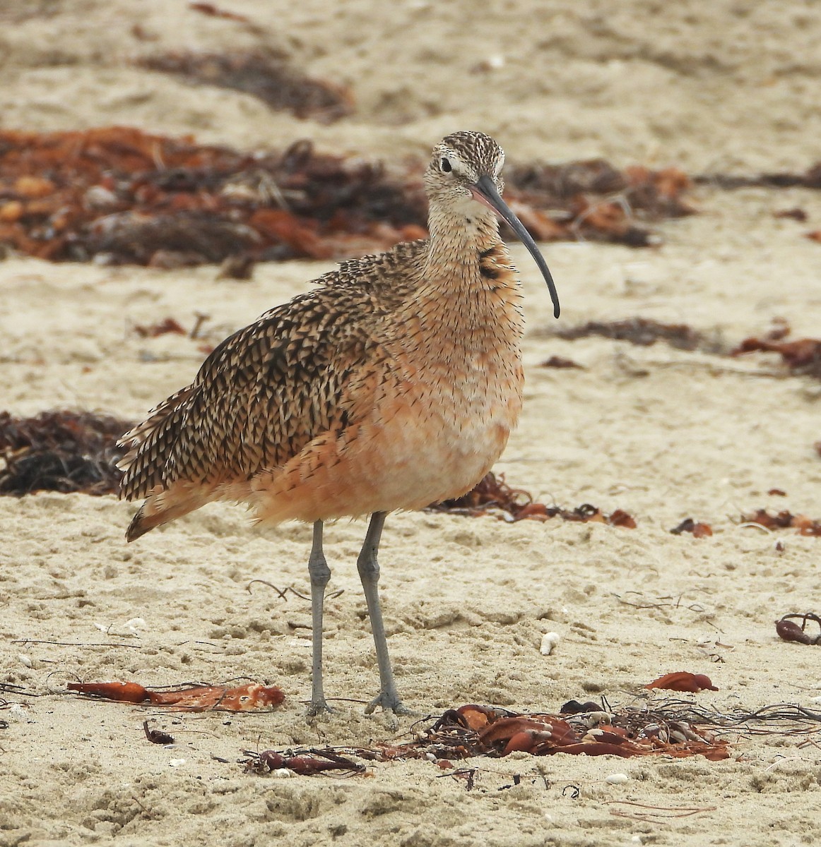 Long-billed Curlew - ML641875091