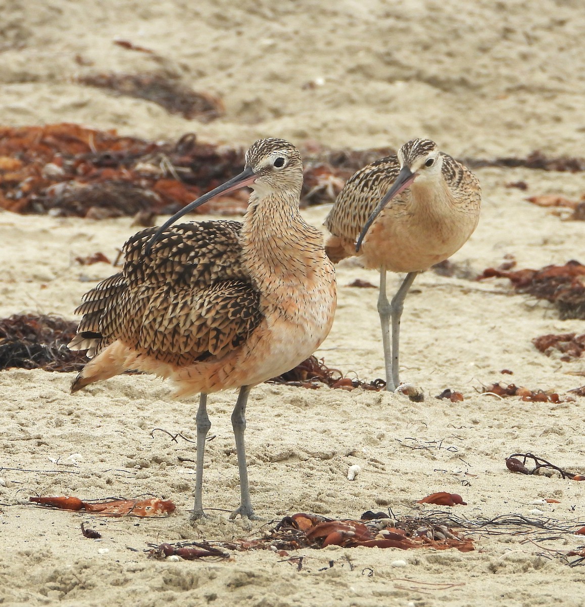 Long-billed Curlew - ML641875092