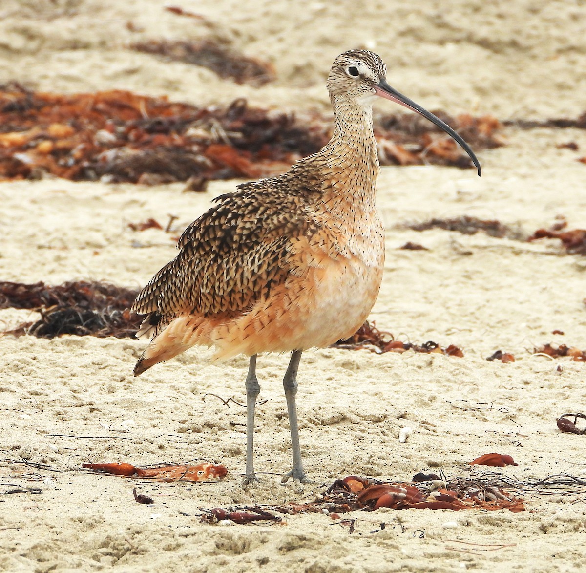 Long-billed Curlew - ML641875093