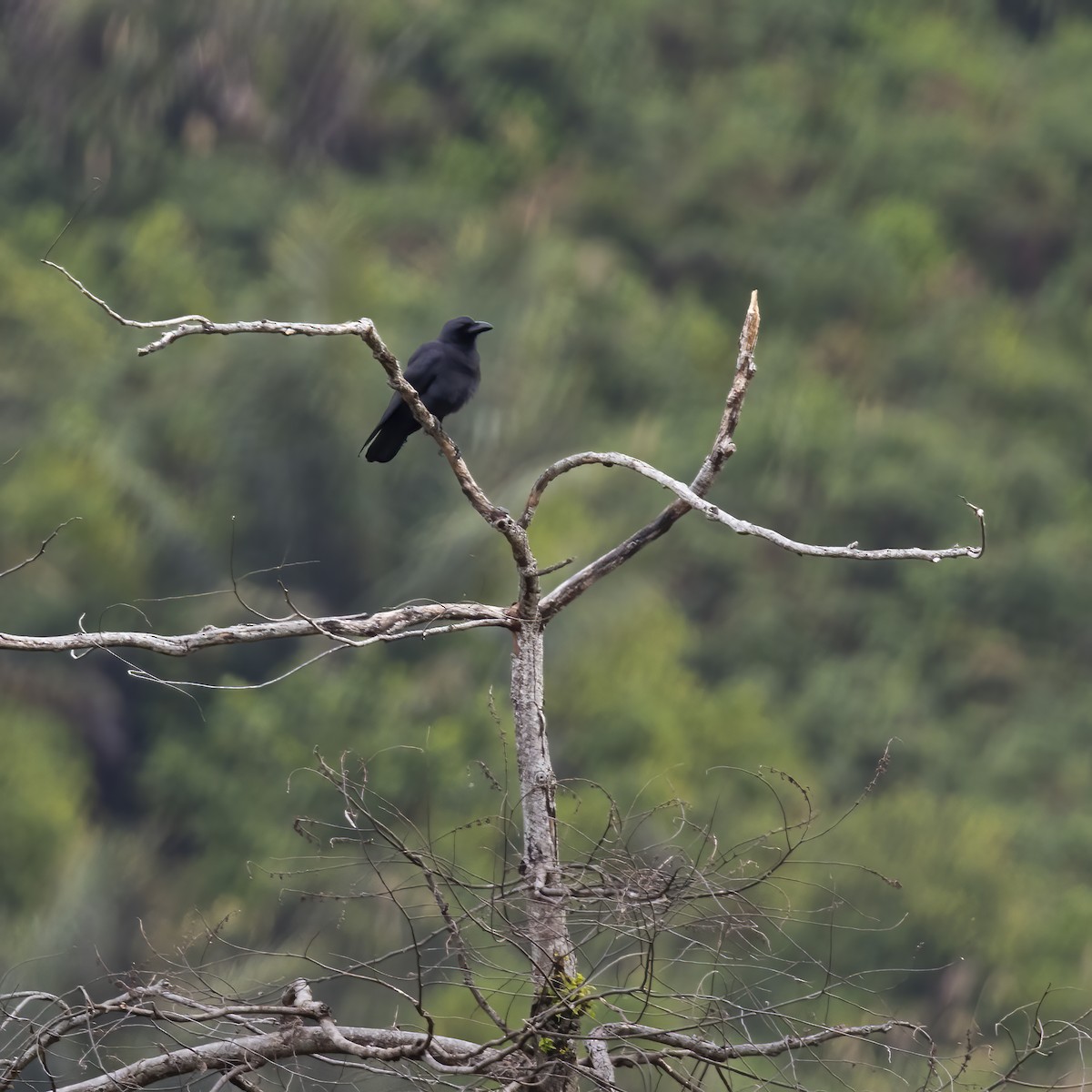 Sulawesi Crow - ML641875095