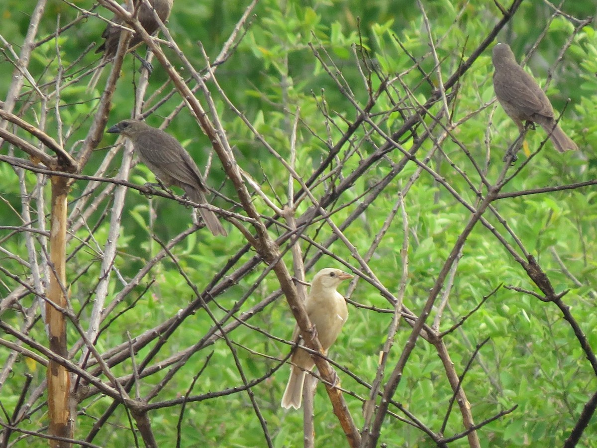 Shiny Cowbird - ML641875097