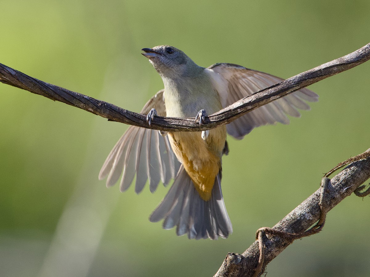 Burnished-buff Tanager - ML641875103
