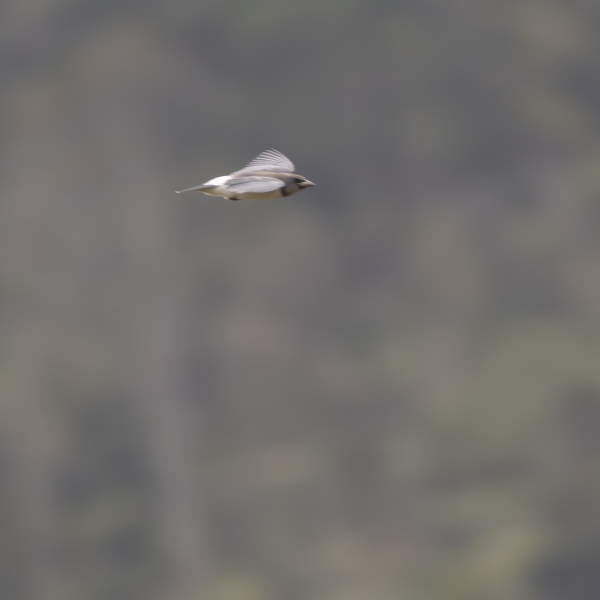 Weißbauch-Schwalbenstar - ML641875117