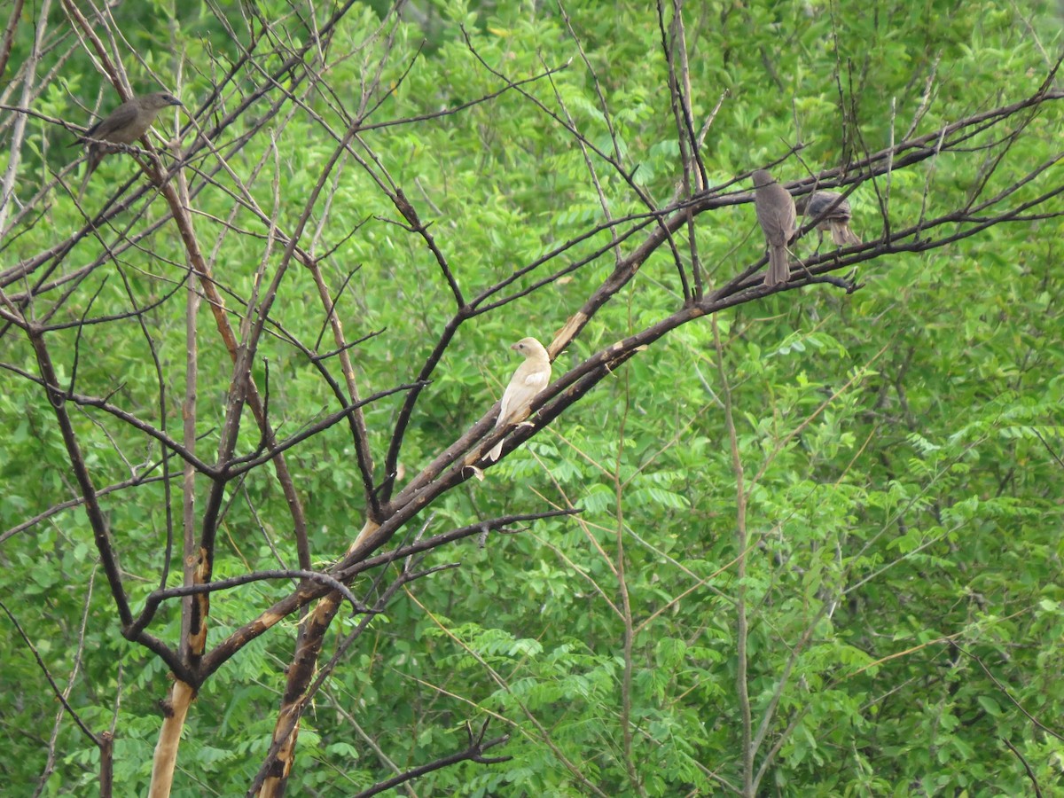 Shiny Cowbird - ML641875119