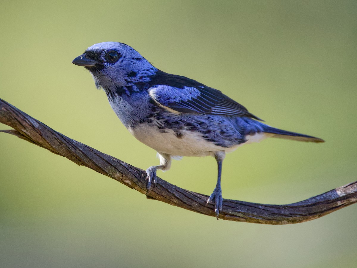 White-bellied Tanager - ML641875126