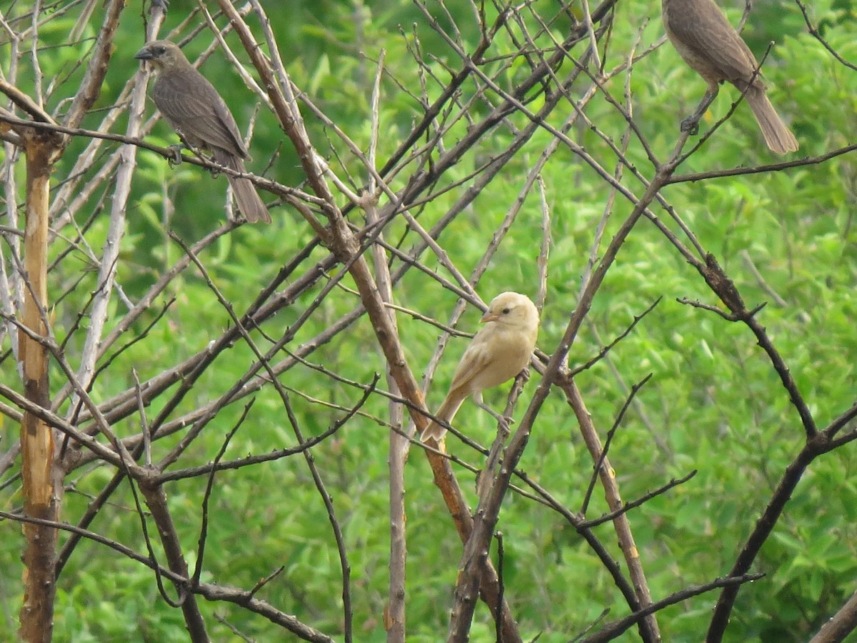 Shiny Cowbird - ML641875127
