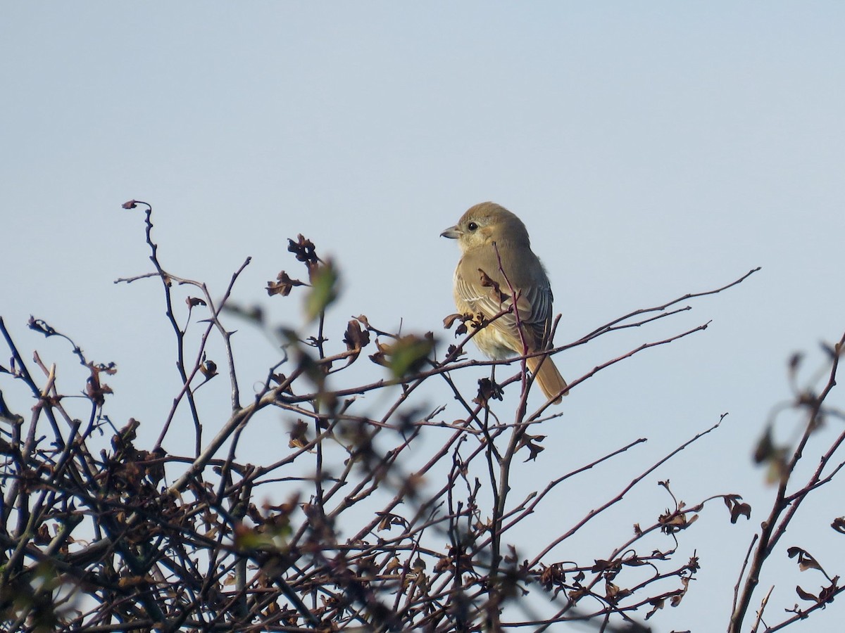 Isabelline Shrike - ML641875158