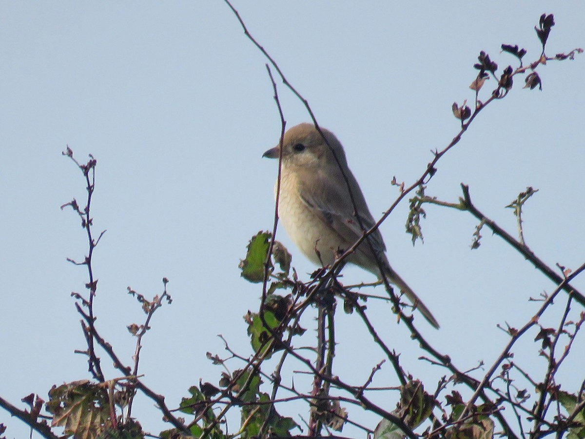 Isabelline Shrike - ML641875159
