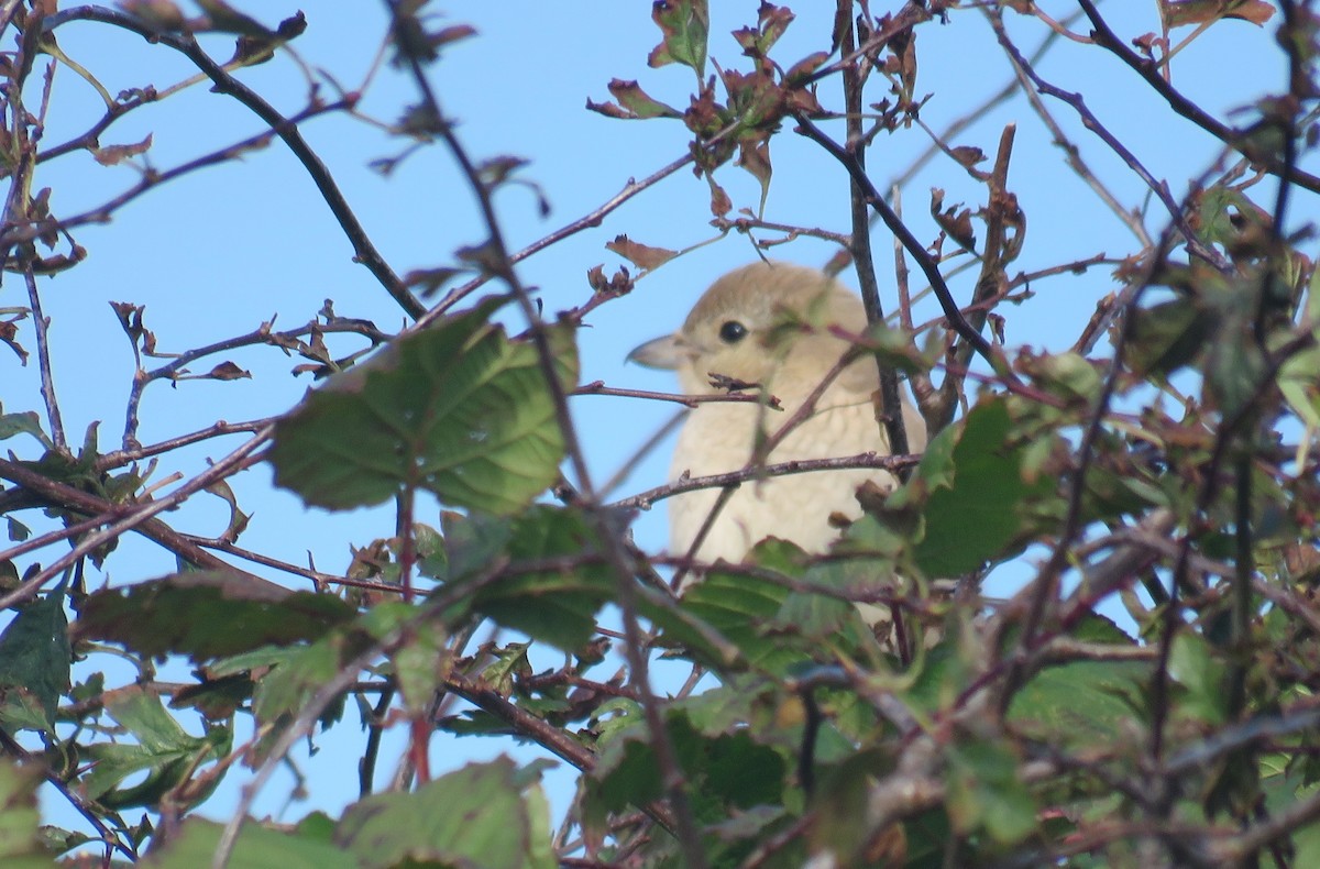 Isabelline Shrike - ML641875160